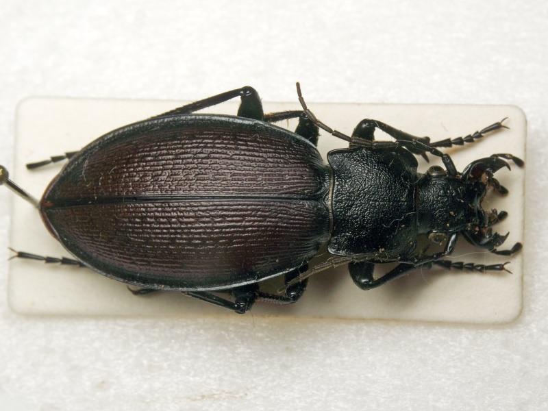 Carabus